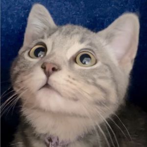 Please please send me a bundle or an offer!! I love to negotiate!!